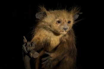 Media type: image;   Mammalogy 14647